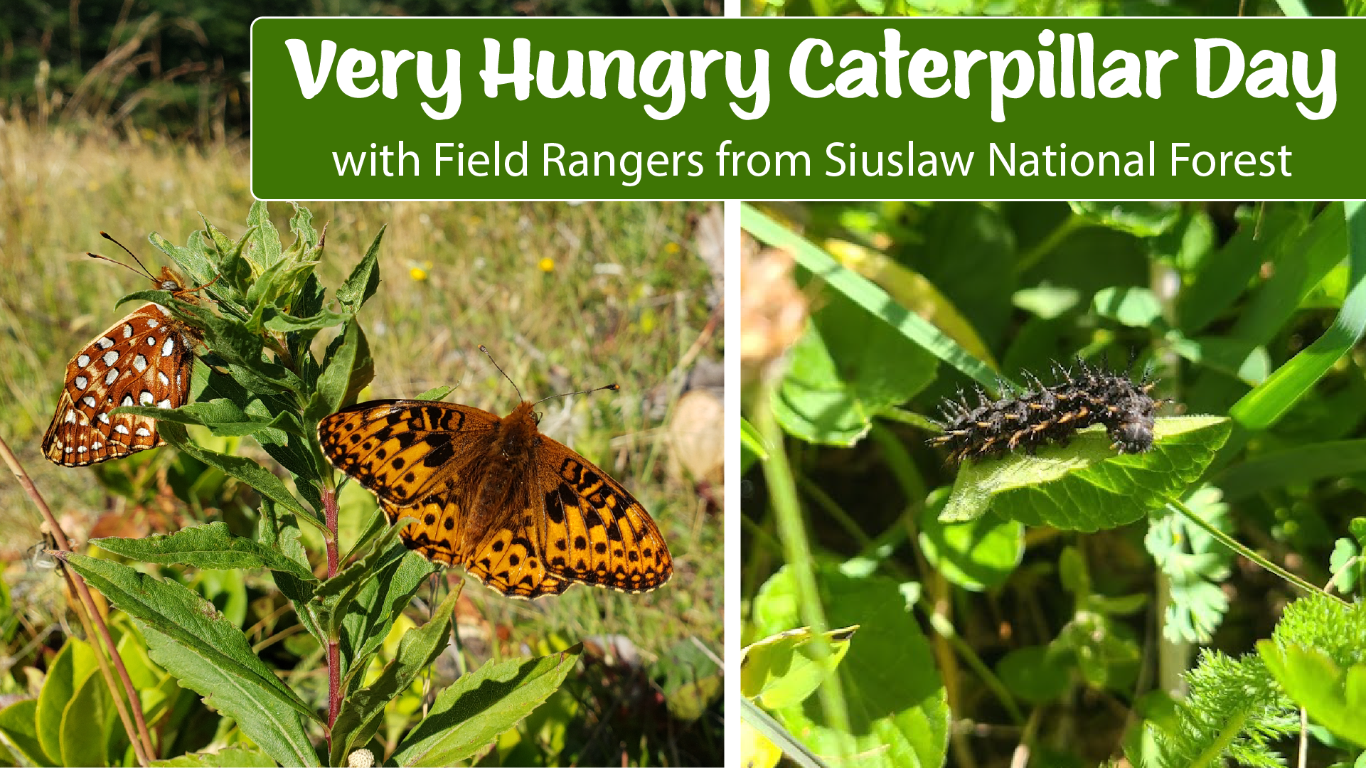 Very Hungry Caterpillar Day, with field rangers from Siuslaw National Forest