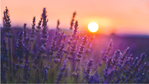 Lavender flowers in the sunset